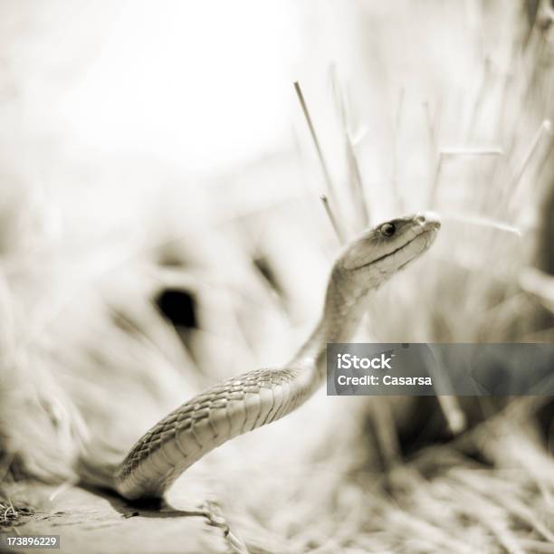 Black Mamba Stock Photo - Download Image Now - Black Mamba, Africa, Animal