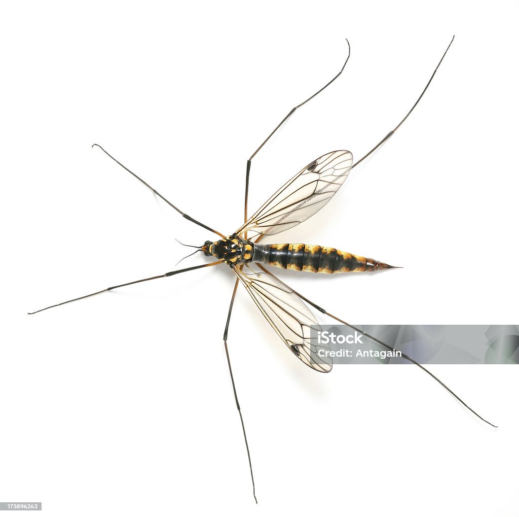Voando de insetos - Foto de stock de Mosquito royalty-free
