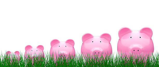 Cinco bancos Piggy sentada na relva verde - fotografia de stock