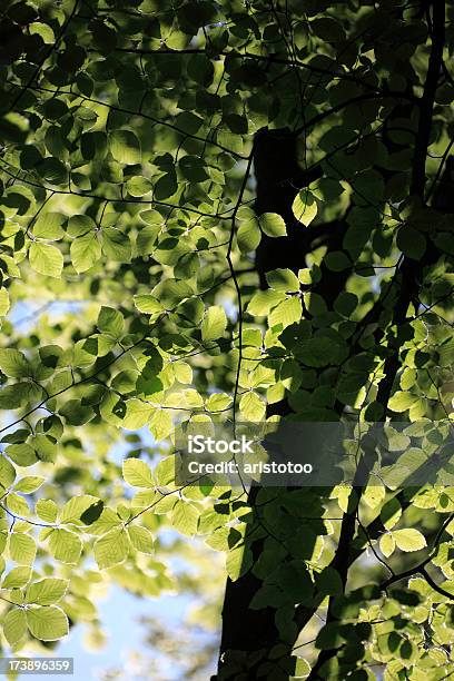 Frühling Baum Stockfoto und mehr Bilder von Ast - Pflanzenbestandteil - Ast - Pflanzenbestandteil, Baum, Bildhintergrund