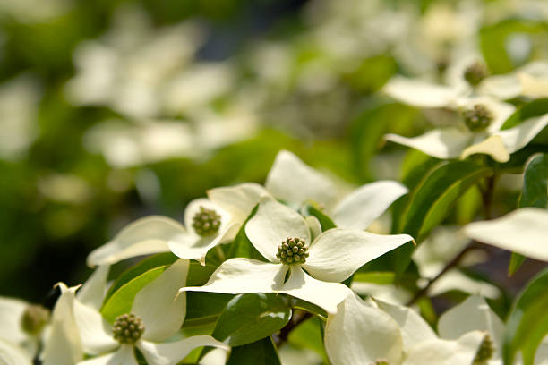Beautiful kousa dogwood in full bloom - cream flowers. Shallow depth of field.Vertical version: