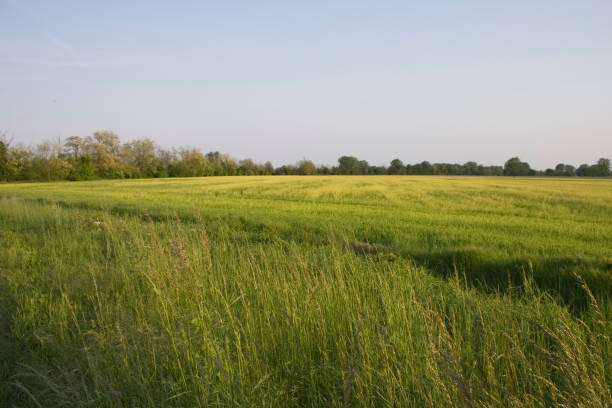 zona rural - mustard plant mustard field clear sky sky - fotografias e filmes do acervo