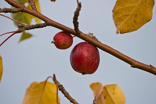 dzikie jabłko - apple rotting fruit apple tree zdjęcia i obrazy z banku zdjęć