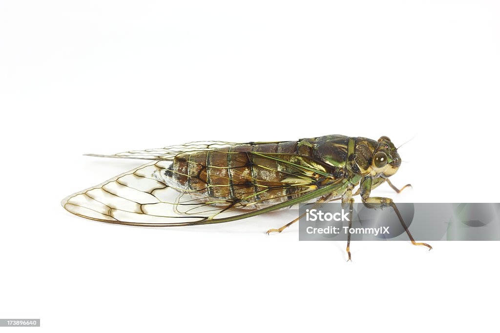 Cicada on white background Cicada Stock Photo