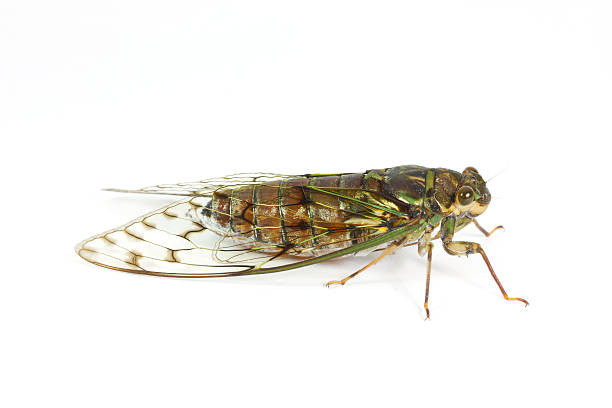 Cicada on white background stock photo