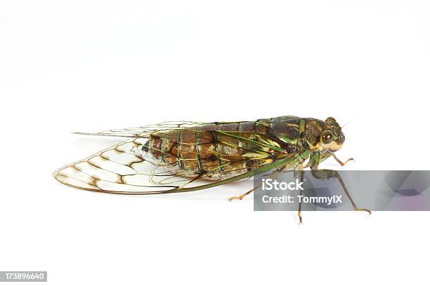 Cicada On White Background Stock Photo - Download Image Now - Cicada, White Background, Animal