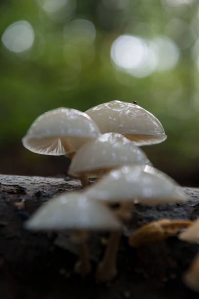 istock Mushrooms growing on a tree branch 1738966604