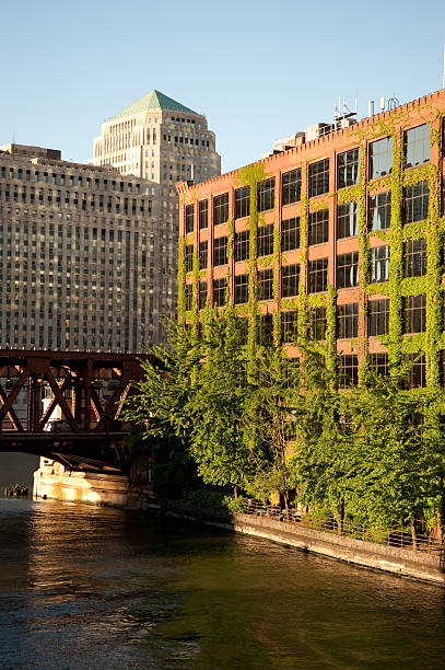 istock Ivy Covered Chicago Skyline 173896687