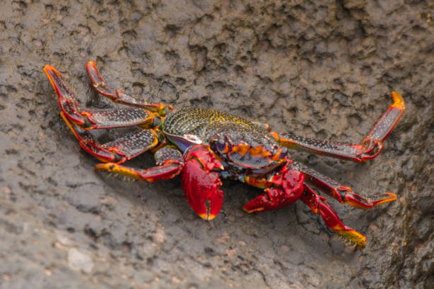 istock Red sea crab on a rock, sunbathing. 1738967265