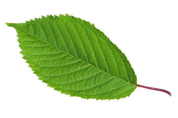 Free picture: A green leaves cut in the shape of rectangle on an orange ...