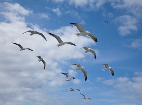 A flock of mainly Lesser Black-backed Gulls 