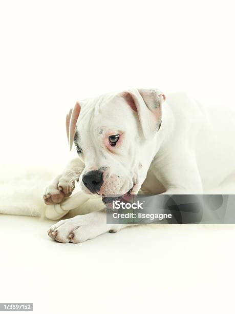 Pies Jedzenie Kości - zdjęcia stockowe i więcej obrazów Białe tło - Białe tło, Biały, Bokser - pies