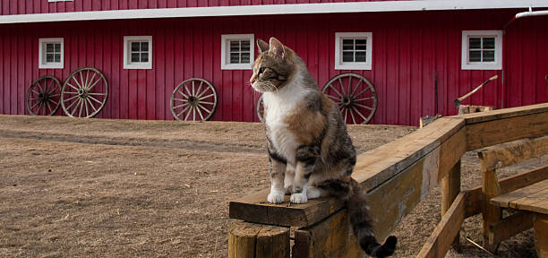 gato-das-chaminés - barn wood window farm imagens e fotografias de stock