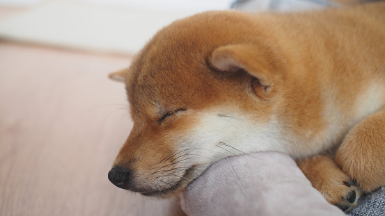 sleepy fluffy red shiba inu puppy