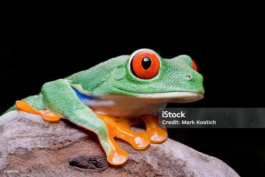 Jaskrawe kolory -Red-eyed Tree Frog - Zbiór zdjęć royalty-free (Chwytnica kolorowa)