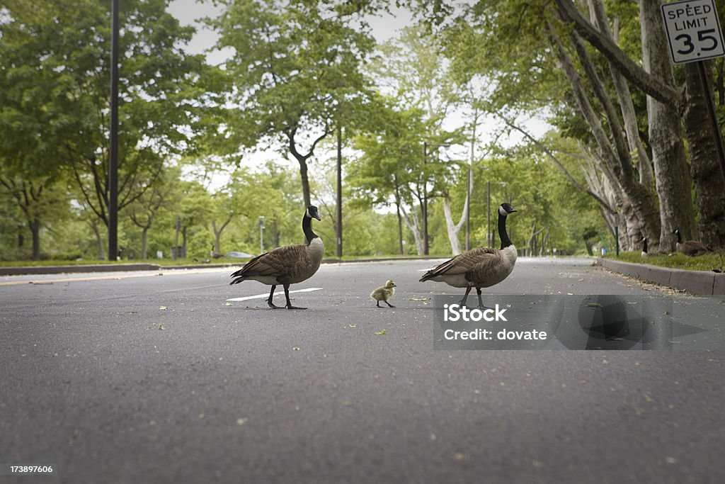 Bébé oie Crossing Road - Photo de Assistance libre de droits