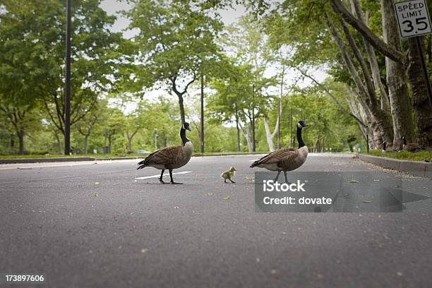 Cruzamento De Estrada De Ganso - Fotografias de stock e mais imagens de Alfalto - Alfalto, Andar, Animal