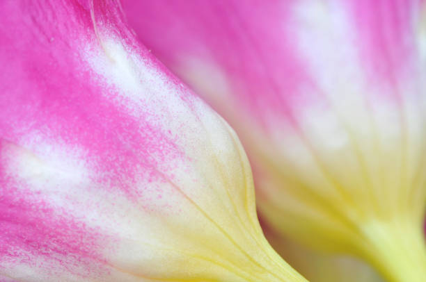 istock Abstract of Freesia 173897630