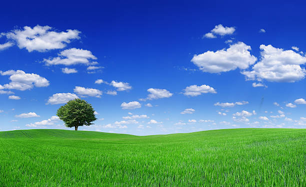 istock Landscape - Lonely tree on green field (XXXL) 173897725