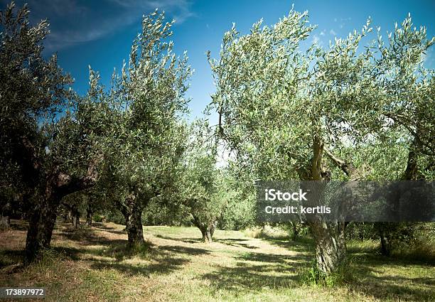 Foto de Oliveiras e mais fotos de stock de Agricultura - Agricultura, Amarelo, Antigo