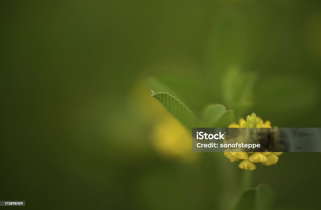 Micro vida na Verde - Foto de stock de Amarelo royalty-free
