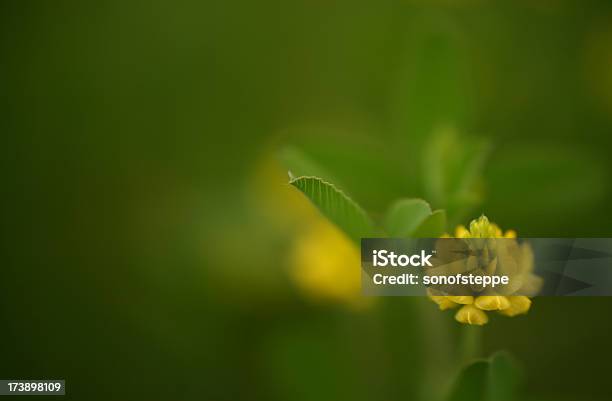Foto de Micro Vida Na Verde e mais fotos de stock de Amarelo - Amarelo, Beleza natural - Natureza, Botânica - Assunto