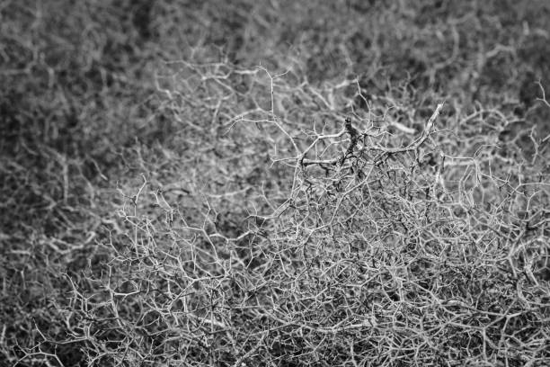 istock Black and white abstract pattern created by the desert plants in Maspalomas, Gran Canaria, Spain 1738981263