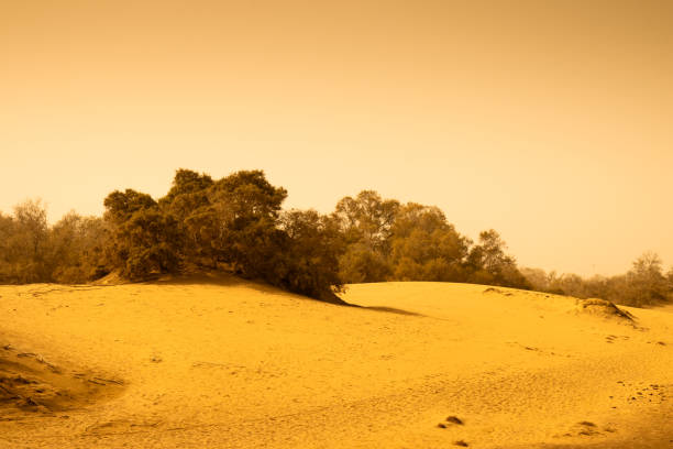 Arid landscape with sand dunes in Maspalomas, Gran Canaria, Spain