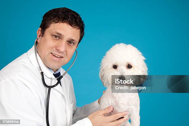 Veterinario Y Perros Foto de stock y más banco de imágenes de Adulto - Adulto, Animal, Animal doméstico