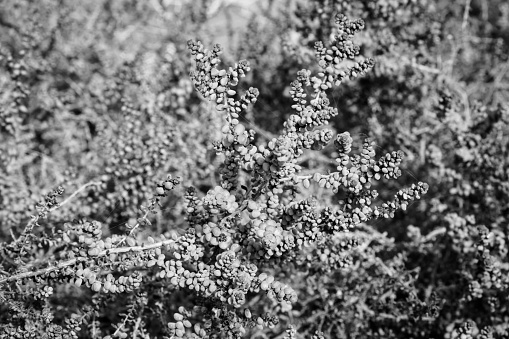 Black and white abstract pattern created by the desert plants in Maspalomas, Gran Canaria, Spain