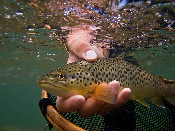 truta marisca, salmo trutta - fly fishing trout brown trout fishing imagens e fotografias de stock