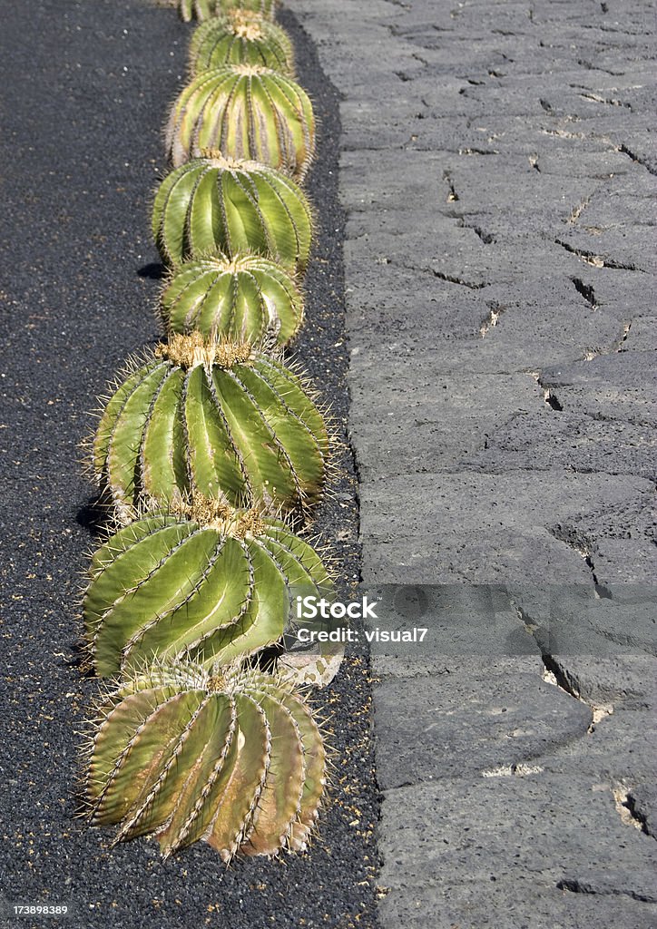 Viele cactus zen-Stil - Lizenzfrei Boden Stock-Foto