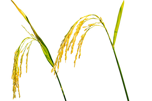 Fresh golden rice plant isolated on white background with clipping path