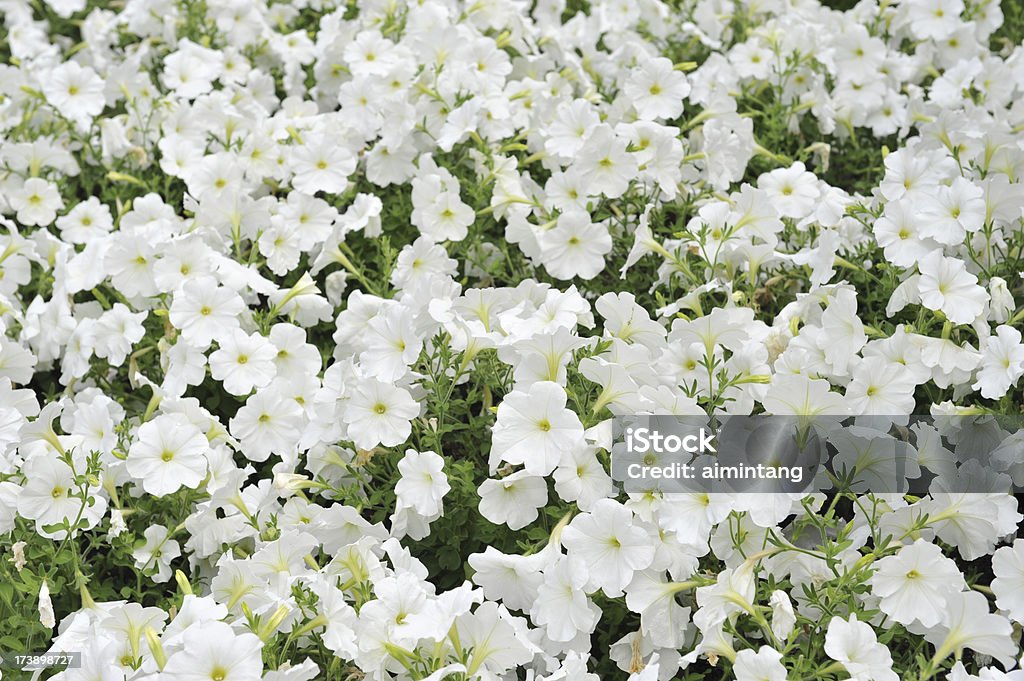 Biały Petunia - Zbiór zdjęć royalty-free (Bez ludzi)