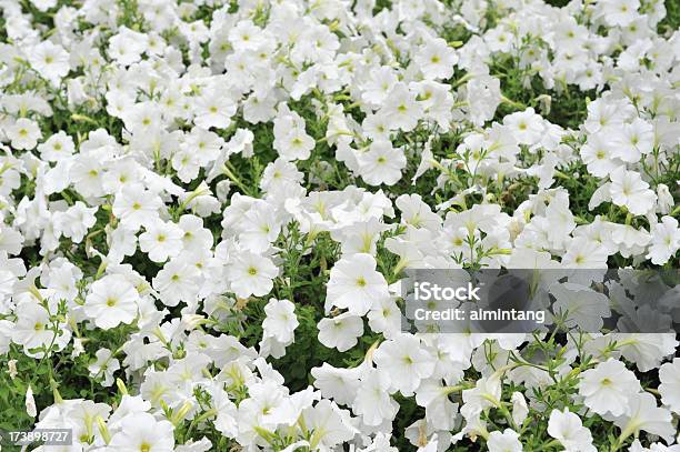 Foto de Petúnia Branco e mais fotos de stock de Anual - Característica da planta - Anual - Característica da planta, Branco, Flor