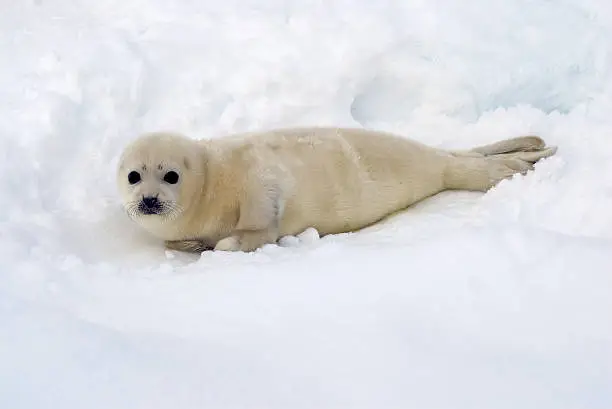 Photo of Seal Pup