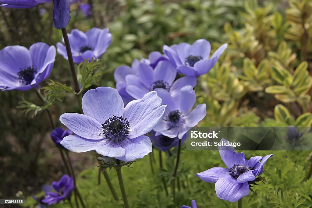 블루 Poppies - 로열티 프리 꽃-식물 스톡 사진