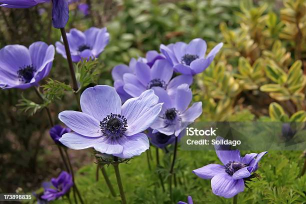 블루 Poppies 꽃-식물에 대한 스톡 사진 및 기타 이미지 - 꽃-식물, 블루 양귀비, 0명