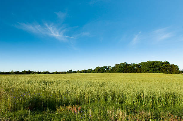 Green Field and Blue Skies stock photo