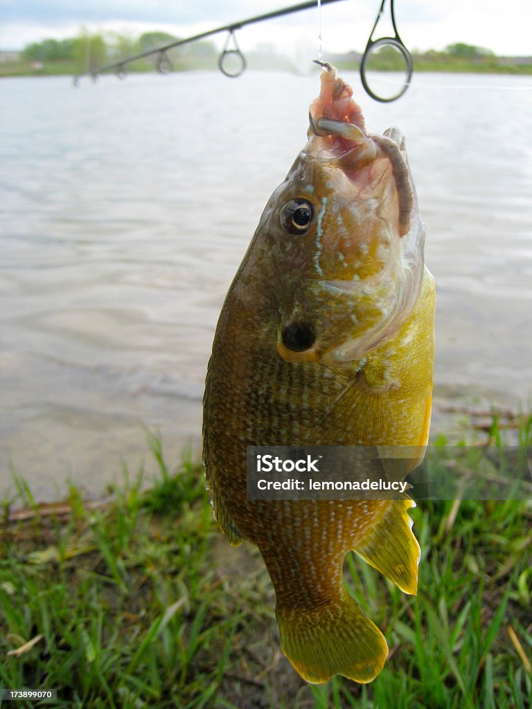 Em sunfish pescados no anzol e minhoca lake em segundo plano - Foto de stock de Animal royalty-free