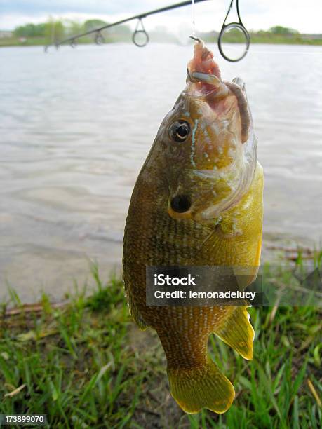 Foto de Em Sunfish Pescados No Anzol E Minhoca Lake Em Segundo Plano e mais fotos de stock de Animal