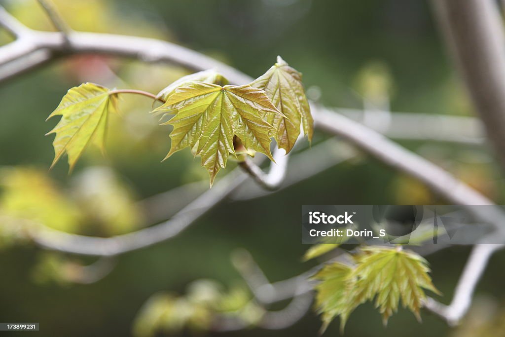 Primavera de Ácer - Royalty-free Botão - Estágio de flora Foto de stock