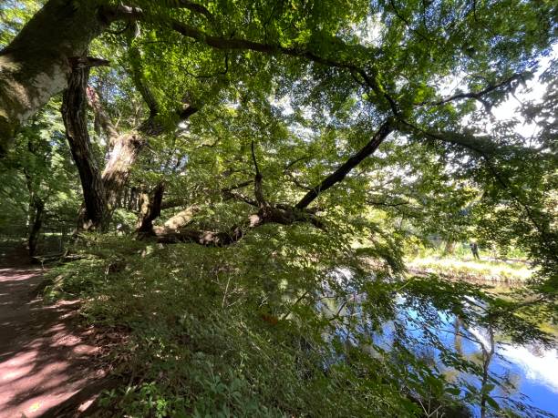 istock The view of Kumobaike pond 1738992533