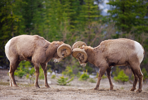 Two male Bighorn Sheep sparring head to head in Jasper National Park, Canada. Please see my other images of North American Landscapes and Nature by clicking on the LightBox link below... 