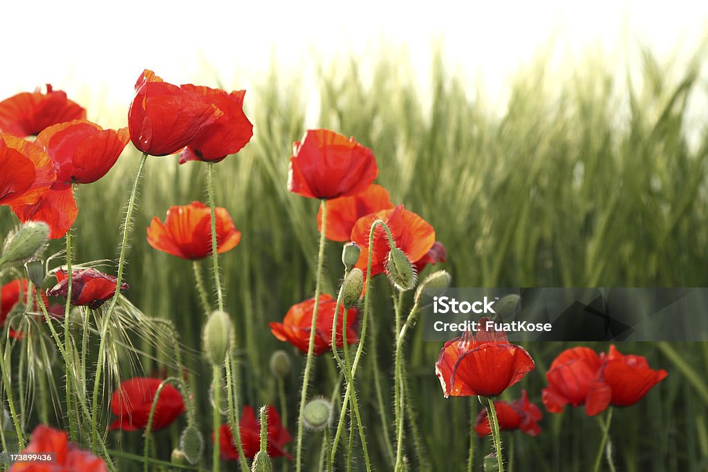 De pavot Field - Photo de Fleur de pavot - Plante libre de droits
