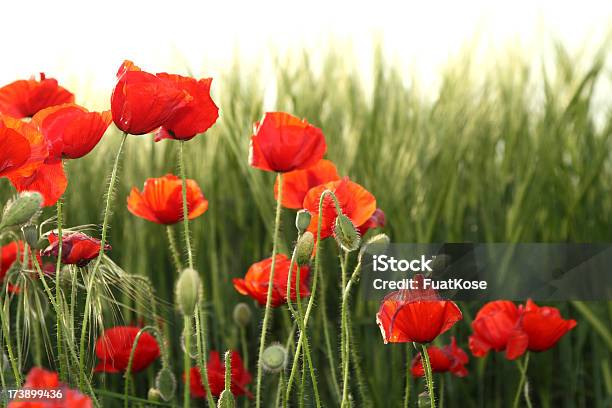 Campo De Papoila - Fotografias de stock e mais imagens de Papoila - Planta - Papoila - Planta, Campo agrícola, Ajardinado