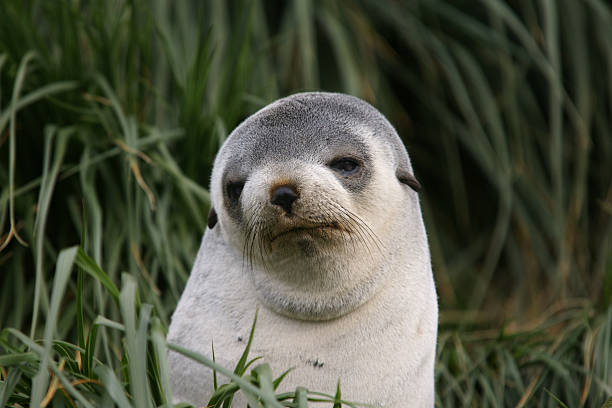 istock Cute fur seal pup 173899701