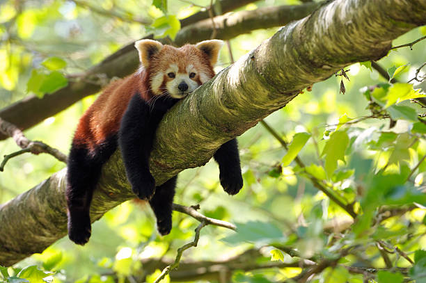 cansado panda rojo - panda animal fotografías e imágenes de stock