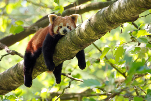 A red panda rests oon a treeThis endangered specie is also known as lesser panda or red cat-bear.