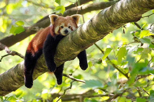 tired red panda A red panda rests oon a treeThis endangered specie is also known as lesser panda or red cat-bear. endangered species stock pictures, royalty-free photos & images
